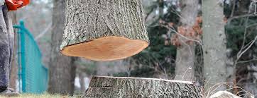 How Our Tree Care Process Works  in  Akron, NY