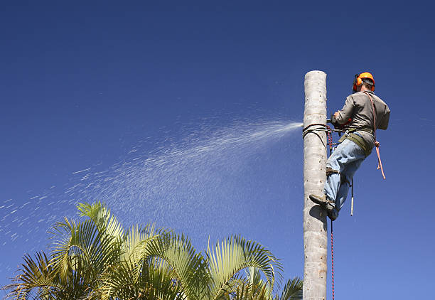 Reliable Akron, NY Tree Care Solutions