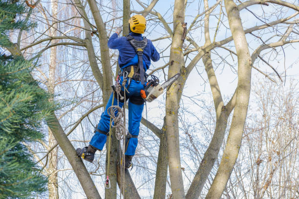 Lawn Maintenance Plans in Akron, NY